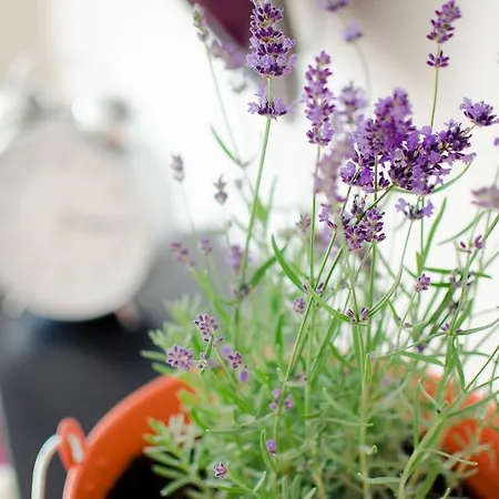 Pensión Casa Lavanda Alsóörs
